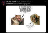 Trey the Explainer @Trey_Explainer 9/15/20 A bat meme for you all in these trying times: HEY MOM, I'M GOING TO HANGING OUT WITH MY 3 BOYFRIENDS AND 4 GIRLFRIENDS. WE'RE GOING TO EXCHANGE BLOOD AND THEN MAKE-OUT WITH EACH OTHER WHILE DANGLING FROM THE CEILING. SOUNDS LIKE A GREAT TIME. HAVE FUN, SWEETIE.