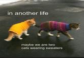 in another life maybe we are two cats wearing sweaters