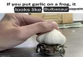 If you put garlic on a frog, it looks like Bulbasaur poft imgp.com