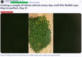 A Reddit post titled, "Cutting a couple of chives almost every day until this Reddit says they’re perfect. Day 31." This is the post that started Chivegate.