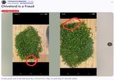 A post claiming that Chive Lord is a fraud. The post exposes him for posting the same chive photo twice.