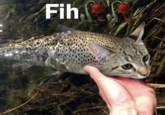 A "Fih" meme, showing a "cat":https://knowyourmeme.com/memes/subcultures/cats "photoshopped":https://knowyourmeme.com/memes/sites/photoshop onto a fish's head. 