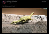 Trey the Explainer @Trey_Explainer X.com Found this weird cat