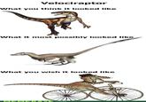 Velociraptor What you think it looked like What it most possibly looked like What you wish it looked like MEMEBASE.COM