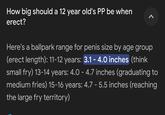 How big should a 12 year old's PP be when erect? Here's a ballpark range for penis size by age group (erect length): 11-12 years: 3.1 - 4.0 inches (think small fry) 13-14 years: 4.0 - 4.7 inches (graduating to medium fries) 15-16 years: 4.7 - 5.5 inches (reaching the large fry territory)