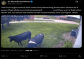 Dr. Ricardo Duchesne @dr_duchesne Q I am starting to notice that cows are interacting more with whites as if aware that whites are being replaced ---------- and they worry that other races will not show the same moral responsibility and caring for cows. 2025-07-24 Thursday 17:49:41 6:58 AM Nov 13, 2025 348.4K Views 411 1554 HDUPCOM 2.8K 435 ↑