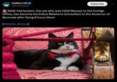POLITICS Politics UK UK @PoliticsUK Subscribe NEW: Palmerston, the cat who was Chief Mouser to the Foreign Office, has become the Feline Relations Consultant to the Governor of Bermuda after flying 8 hours there [@Stefan Boscia] 2439 55 مولى