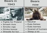 Bears in 1943 Bears now 4336 Fights for Poland Smash Axis • Smoke cigs Drinks booze Wrestle for fun • Neutral Eats fishies • Eats berries • Scared of humans Sleep a lot