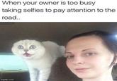 When your owner is too busy taking selfies to pay attention to the road.. imp.com