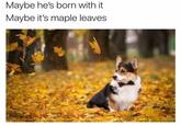 Maybe he's born with it Maybe it's maple leaves
