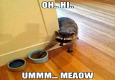 OH..HI.. UMMM... MEAOW
