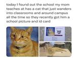 today I found out the school my mom teaches at has a cat that just wanders into classrooms and around campus all the time so they recently got him a school picture and id card 2021-2022 Buster Tafoya