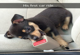 His first car ride...
