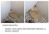 creamyburrito: BABY GOLDEN RETRIEVER BEING A NOOT NOOT