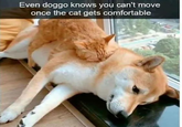 Even doggo knows you can't move once the cat gets comfortable