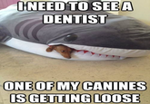 I NEED TO SEE A DENTIST ONE OF MY CANINES IS GETTING LOOSE