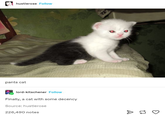 hustlerose Follow pants cat lord-kitschener Follow Finally, a cat with some decency Source: hustlerose 226,490 notes > F