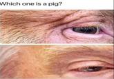 Which one is a pig?