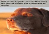When you find the girl that you copied from crying after the exam but turns out it's just because her dog died