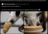 unprecedented levels of being lost in the sauce being showcased here The Toronto Zoo @TheTorontoZoo 1d Caught snout red-handed For Yzma the Tamandua, it was no regrets. Only snacks