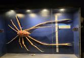 NOT LEAN 10.8 Japanese Giant Spider Crad ห้ามฟ DO NOT LEAN