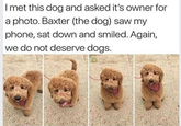 I met this dog and asked it's owner for a photo. Baxter (the dog) saw my phone, sat down and smiled. Again, we do not deserve dogs.