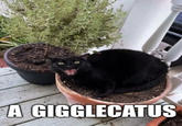 A GIGGLECATUS