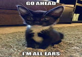 GO AHEAD I'M ALL EARS
