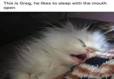 This is Greg, he likes to sleep with the mouth open