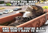 WHEN YOU WAKE UP FOR WORK AND REALISE YOU'RE A CAT AND DON'T HAVE TO WORK Caturday Night Fever World.wordpress.com