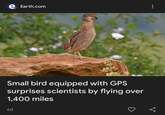 e Earth.com 00 Small bird equipped with GPS surprises scientists by flying over 1,400 miles 6d