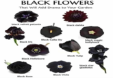 BLACK FLOWERS That Will Add Drama to Your Garden black velvet petunia black dahlia Black Calla lily Black Iris black magic hollyhock Black Tulip Black Hellebore Black Viola Black Rose black star gladiolus