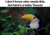 I don't know who needs this, but here's a baby Toucan