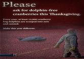 Please ask for dolphin-free cranberries this Thanksgiving. Every year, at least 12,000 cranberry bog dolphins are scooped into nets and canned. Make this year different.