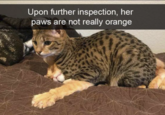 Upon further inspection, her paws are not really orange
