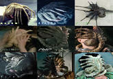 ALIEN ALLEN ALIEN ALIEN RESURRECTION AVP ALIENS VS PREDATOR ALIEN VS. PREDATOR ALIEN A R IEN ° MULUS ALIEN EARTH