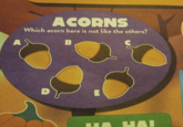 ACORNS Which acorn here is not like the others? B HAI