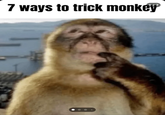 7 ways to trick monkey
