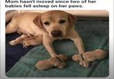 Mom hasn't moved since two of her babies fell asleep on her paws.