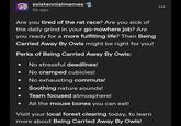 existennialmemes 5s ago Are you tired of the rat race? Are you sick of the daily grind in your go-nowhere job? Are you ready for a more fulfilling life? Then Being Carried Away By Owls might be right for you! Perks of Being Carried Away By Owls: No stressful deadlines! No cramped cubicles! No exhausting commute! Soothing nature sounds! Team focused atmosphere! All the mouse bones you can eat! Visit your local forest clearing today, to learn more about Being Carried Away By Owls!