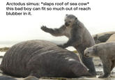 Arctodus simus: *slaps roof of sea cow* this bad boy can fit so much out of reach blubber in it.