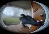 An original wider crip of the Monkey Flying Into Tornado "AI":https://knowyourmeme.com/memes/cultures/ai-artificial-intelligence "GIF":https://knowyourmeme.com/memes/cultures/gif.