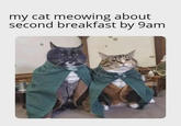 my cat meowing about second breakfast by 9am