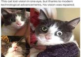 S This cat lost vision in one eye, but thanks to modern technological advancements, his vision was repaired.