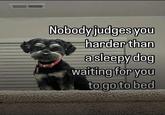 Nobody judges you harder than a sleepy dog waiting for you to go to bed
