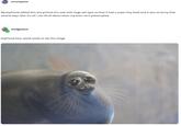 scrumpster My boyfriend edited this one picture of a seal with huge wet eyes so that it had a super tiny head and it was so funny that several days later it's all I can think about when my brain isn't preoccupied sludgeware boyfriend here. world needs to see the image