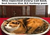 She rejected every cat bed, but loves the $2 turkey pan