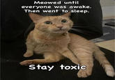 Meowed until everyone was awake. Then went to sleep. Stay toxic