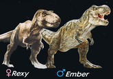 Rexy Ember