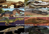 Infant Juvenile Adolescent rex reis im vuuses.may Adult 06:13:37